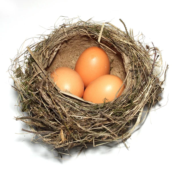 Vogelnest mit drei Eiern — Stockfoto