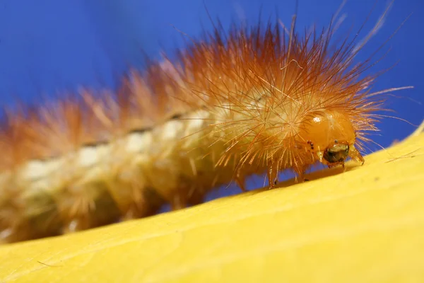 Caterpillar — Stock Photo, Image