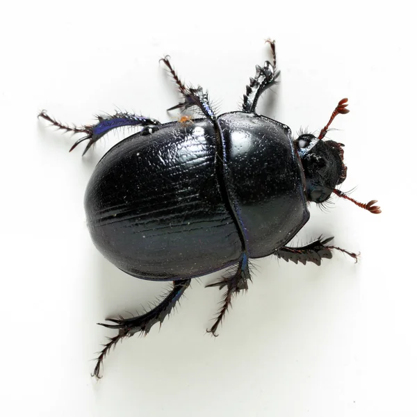 Dung-beetle primo piano — Foto Stock