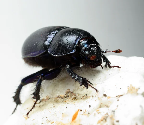 Crawling Dung-beetle - closeup — Stock Photo, Image