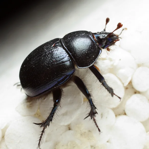 Crawling Dung-beetle - closeup — Stock Photo, Image