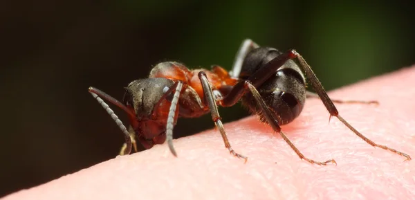 Píchání mravenec — Stock fotografie