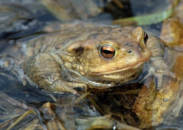 Истинная жаба - крупный план — стоковое фото
