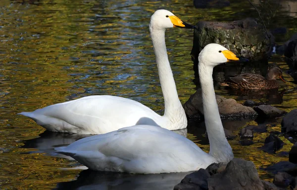 White gooses — Stock Photo, Image