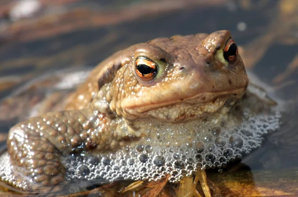 Echte Kröte - Nahaufnahme — Stockfoto