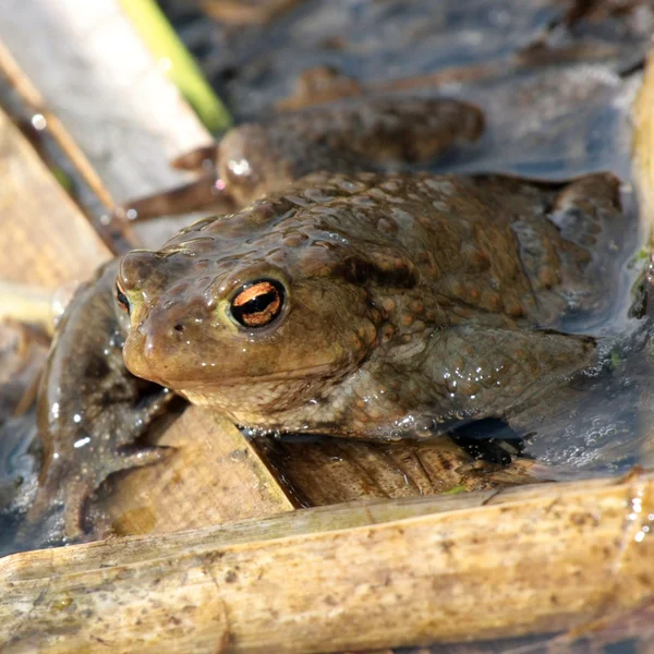 Sanna padda - närbild — Stockfoto