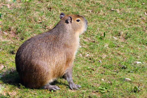 Wilde bever — Stockfoto