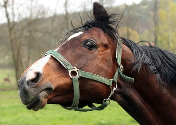 Häst - uppfödning på bete — Stockfoto