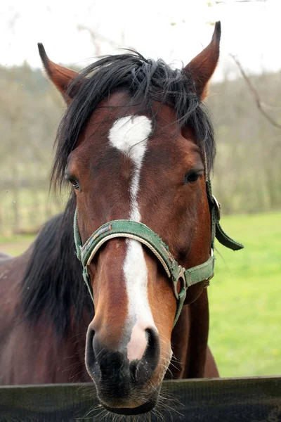 Horse - rearing on pasture — Stock Photo, Image