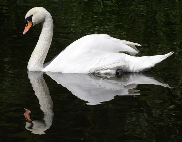 Labuť — Stock fotografie