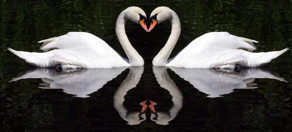 Swan's Hearts — Stock Photo, Image