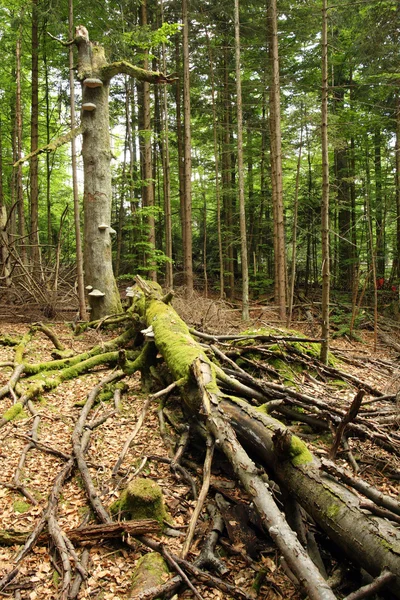 Trees in forest Stock Photo