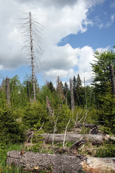 Trees in forest Stock Picture