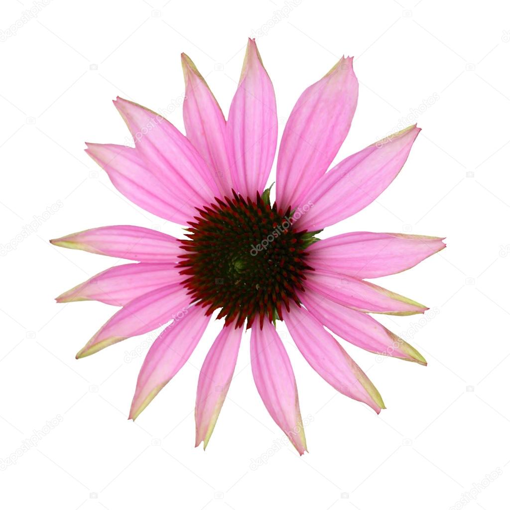 Echinacea  pink  flower