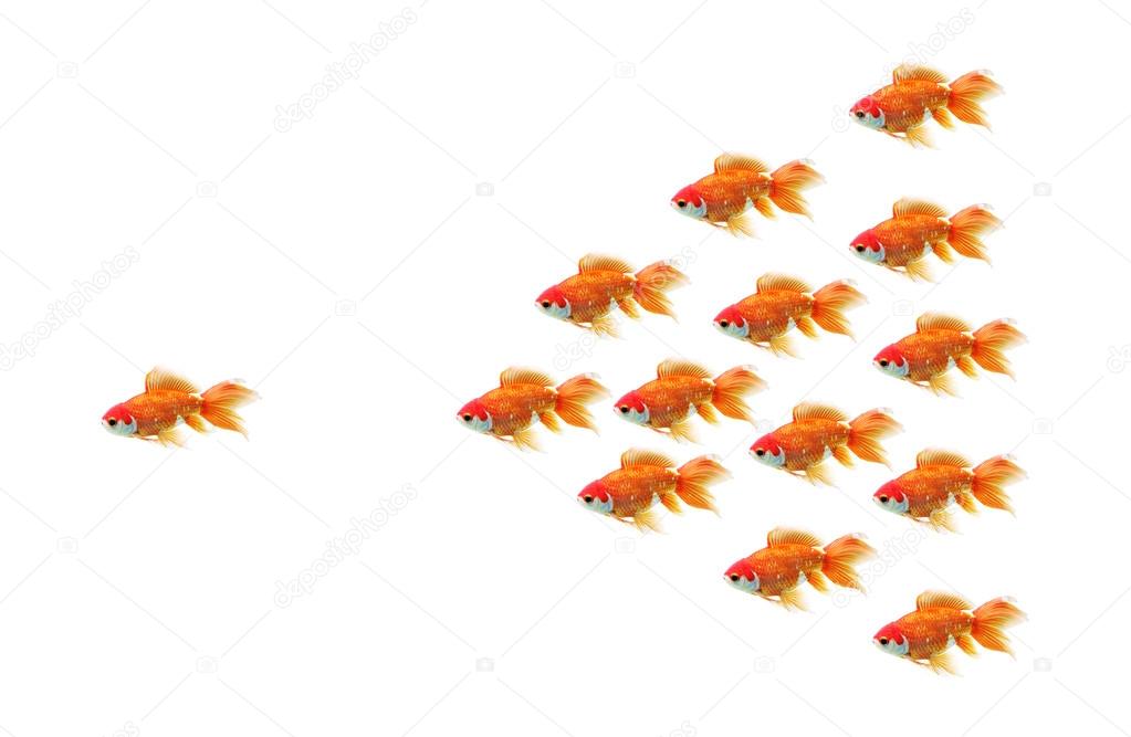 Goldfish race