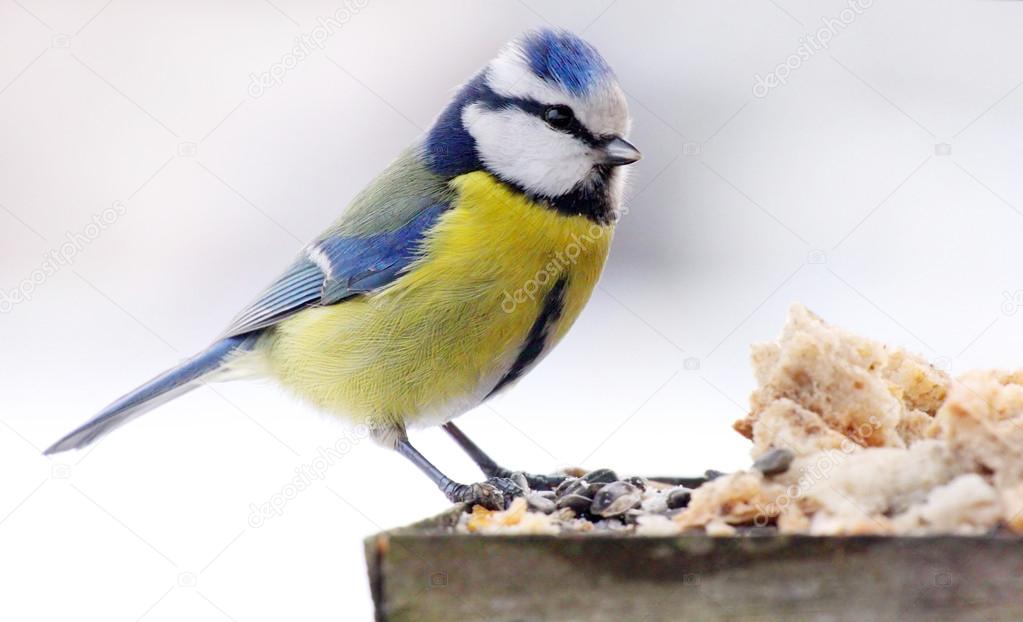 Great tit on the bird table