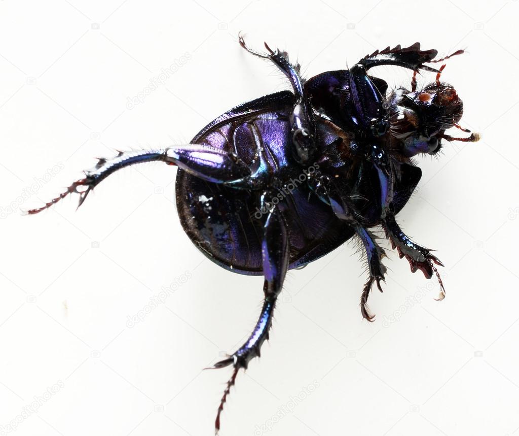 Overturned Dung-beetle - closeup