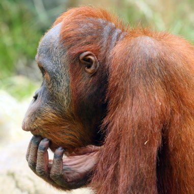 orangutan arıyorsunuz