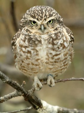 owlet