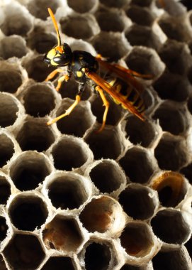 eşek arısı ve onun petek