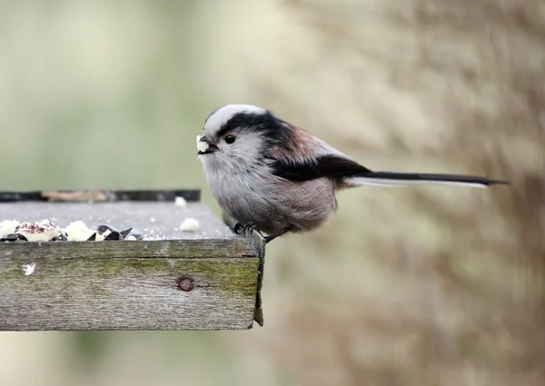 Titmouse. —  Fotos de Stock