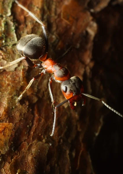 Red Ant — Stock Photo, Image