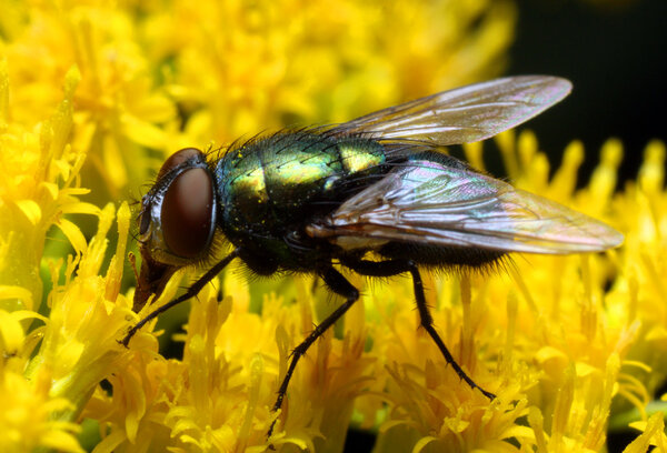Lucilia Sericata fly