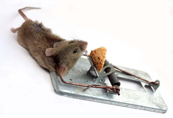 Mouse ditangkap dalam perangkap tetikus . — Stok Foto