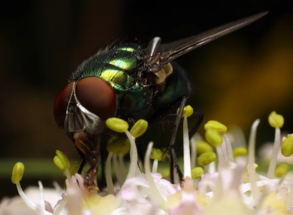 Lucilia sericata 비행 — 스톡 사진