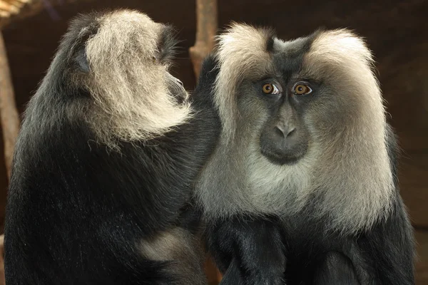 Higiene dos macacos — Fotografia de Stock