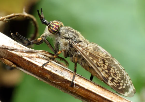 GAD-fly Bzikavka dešťová — Stock fotografie