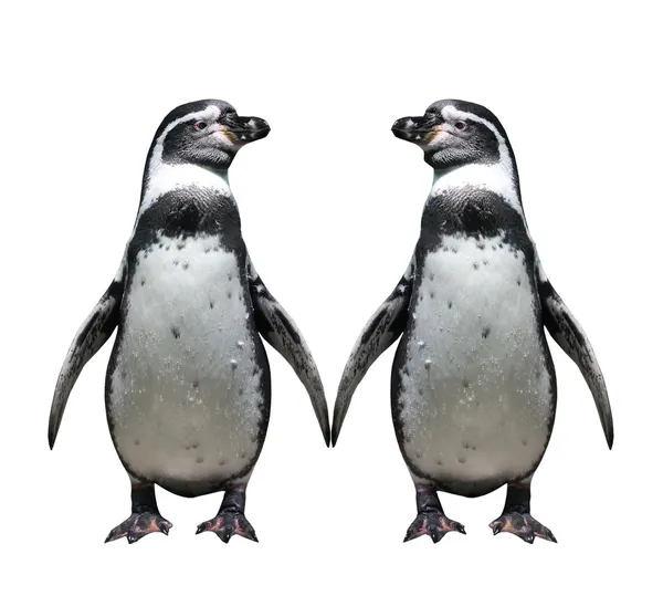 Twee pinguïns in liefde — Stockfoto