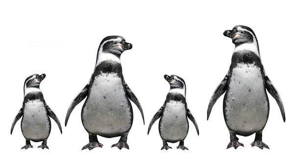 Сім'я пінгвінів — стокове фото