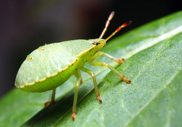 Giovane palomena prasina — Foto Stock