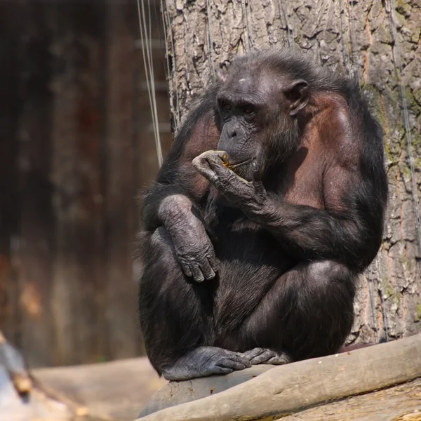 Chimpanzé dans le zoo — Photo