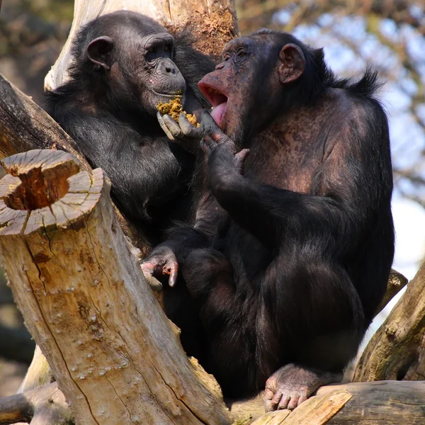 Dois chimpanzés adultos a jantar e a conversar — Fotografia de Stock