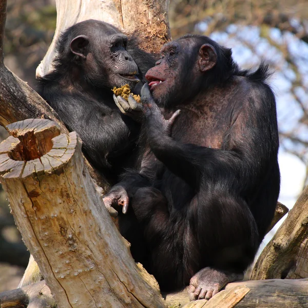 Deux chimpanzés adultes dînent et parlent — Photo