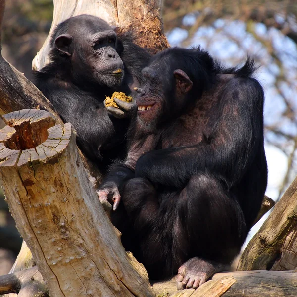 两只成年黑猩猩餐馆和谈 — 图库照片