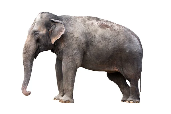 Ινδικό ελέφαντα — Φωτογραφία Αρχείου