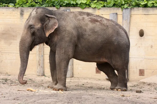 Slon indický — Stock fotografie