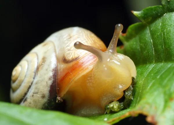 Garden snail — Stock Photo, Image