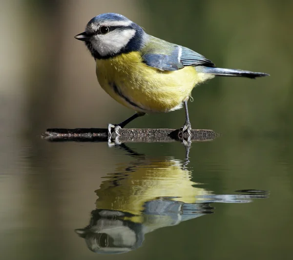 Tetta blu — Foto Stock