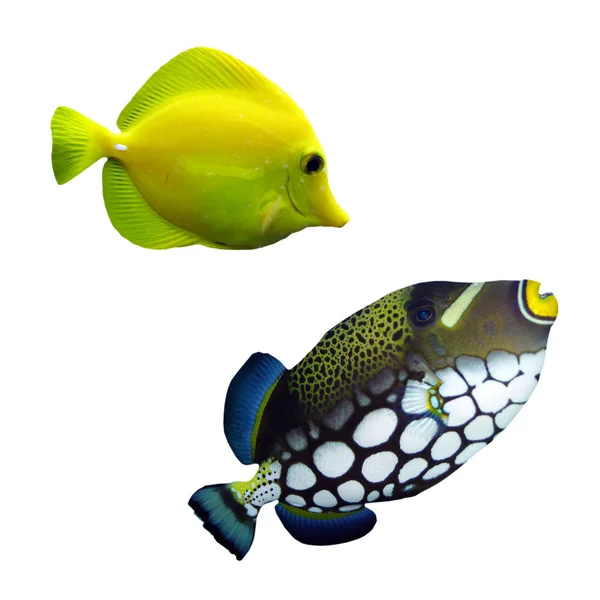 Peixes de recifes tropicais — Fotografia de Stock