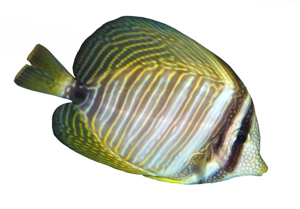 Poisson de récif tropical — Photo