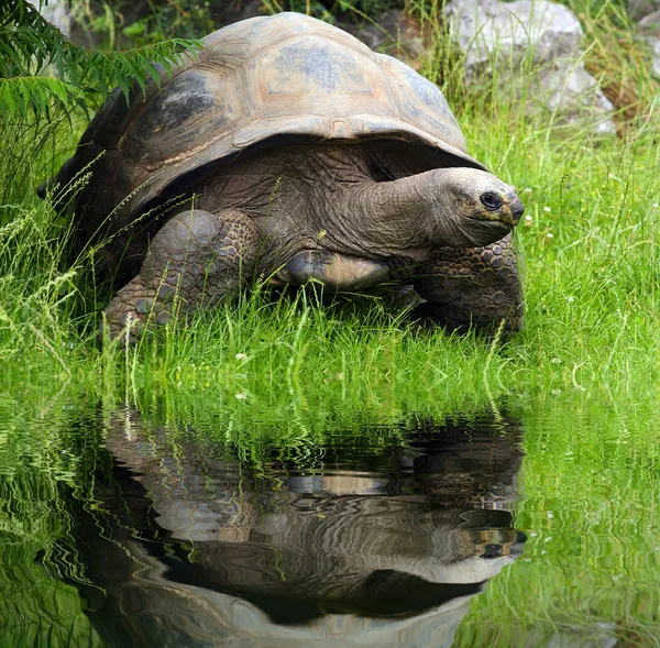 Galapagos żółw — Zdjęcie stockowe