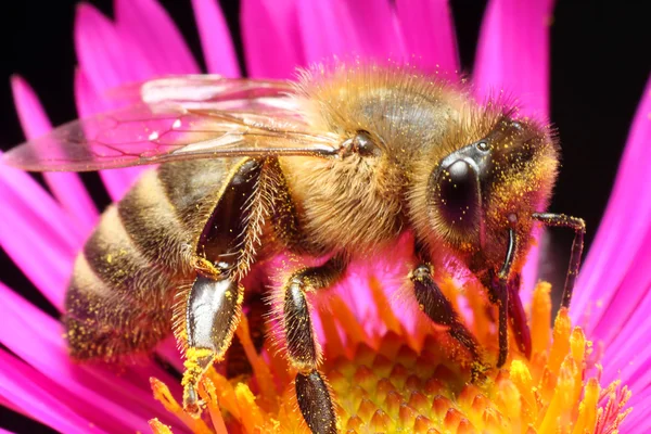 Abelha operária em flor — Fotografia de Stock