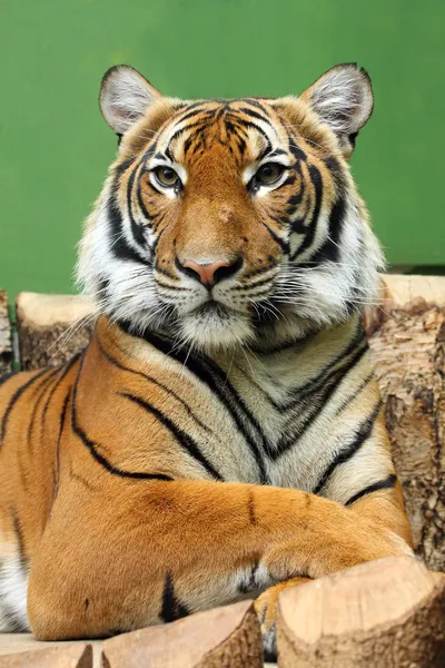 Тигр в празькому зоопарку — стокове фото