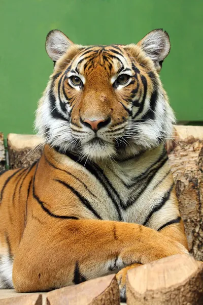 プラハの動物園のトラ — ストック写真