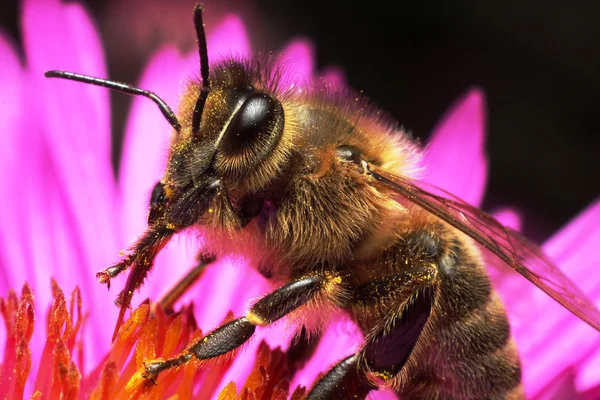 Travailleur abeille sur fleur — Photo