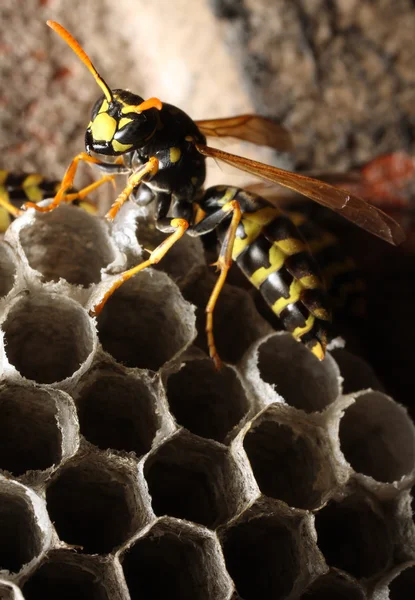 Une guêpe et son nid d'abeille — Photo